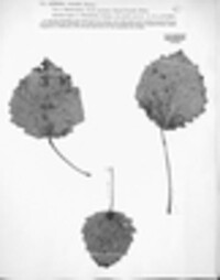 Asterina vagans image